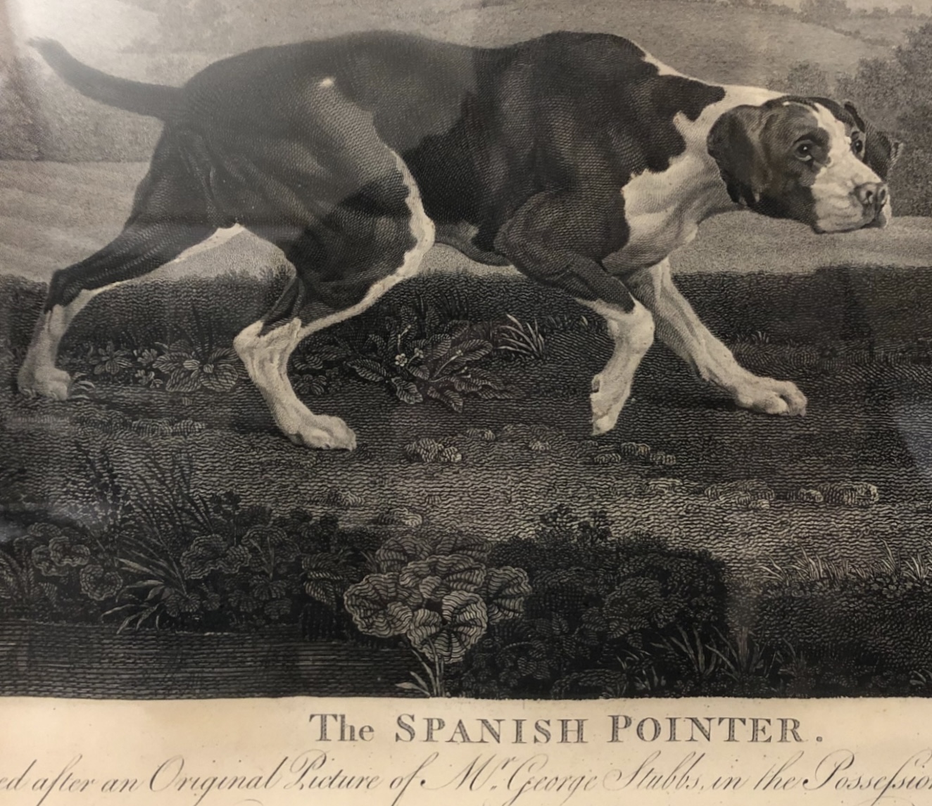 Derby Porcelain Model of a Spanish Pointer. - Image 7